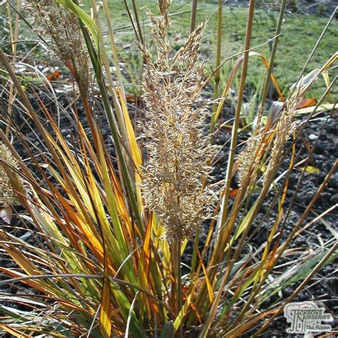 Buy Calamagrostis Brachytricha Korean Feather Reed Grass In The Uk