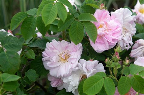 10 Popular Heirloom Roses For Your Garden