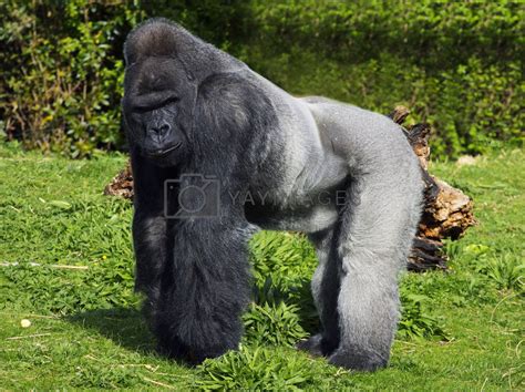 A Western Lowland Silver Back Male Gorilla By Mhprice Vectors
