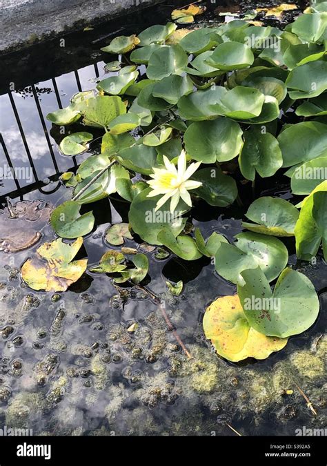 Lily Pad In A Pond Stock Photo Alamy