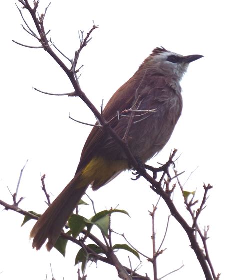 Bird Blog Yellow Vented Bulbul Pycnonotus Goiavier