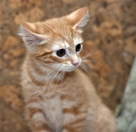 Cute Ginger Tabby Kitten Stock Photo Image Of Head 159414754