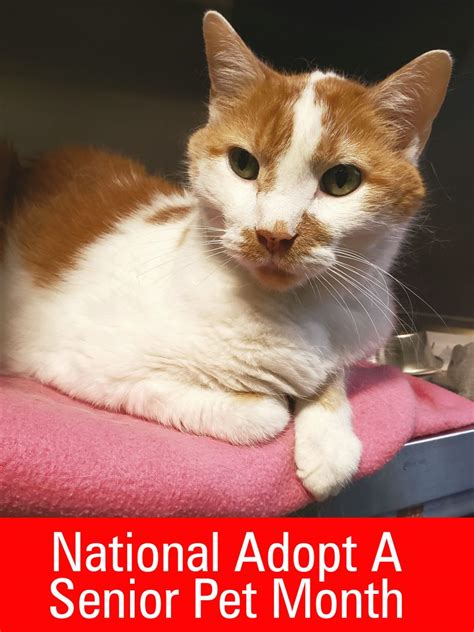 Adopt A Senior Pet Month Featured Cat Gorgeous George Humane Haven
