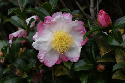 Camellia Sasanqua ‘hana Jiman Kiefer Nursery Trees Shrubs Perennials
