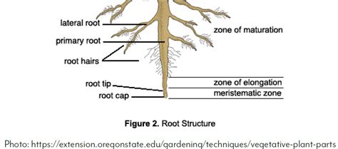 Root Structure Ks Corn