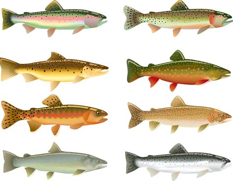The 14 Types Of Trout Species For Your Bucket List
