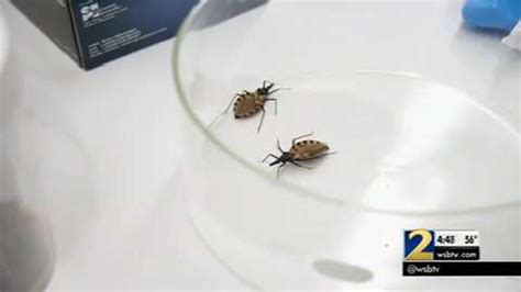 5 Things To Know About The Deadly Kissing Bug And Chagas Disease