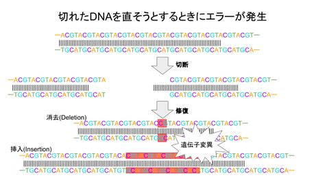 Crispr/cas9 was first harnessed in 2012 as a genome editing tool in the lab. クリプタックの ざっくりCRISPR/Cas9 LV:5 ゲノム編集の原理 | ALIS