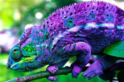 Purple Chameleon Chameleon Chameleons Pinterest Geeeko