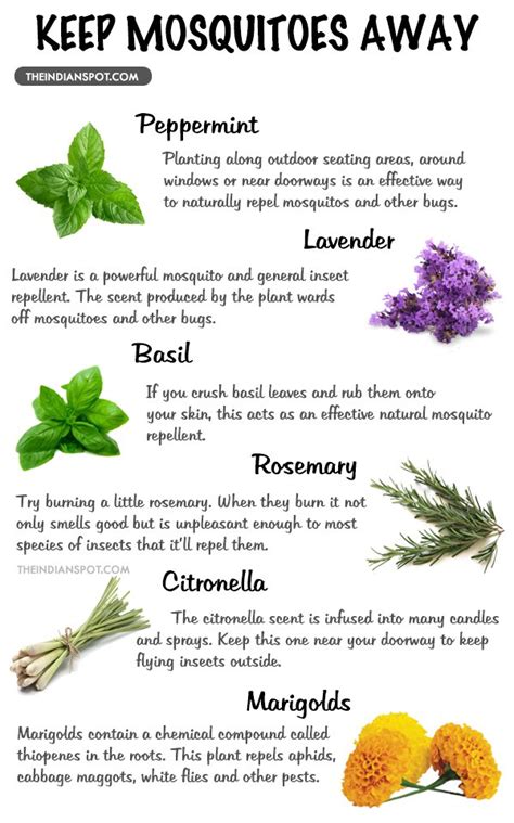 Bee balm is also known as the wild bergamot or the horsemint. MOSQUITO-REPELLENT-PLANTS | Alternative Earthcare
