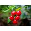 Red Cherry Pepper Photograph By Victor Fernandes
