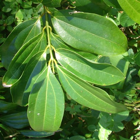 Polynesian Produce Stand Ceylon Cinnamon Spice Tree Cinnamomum