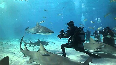 Shark Diving At Tiger Beach Bahamas Sealife Dc1400 Underwater Camera