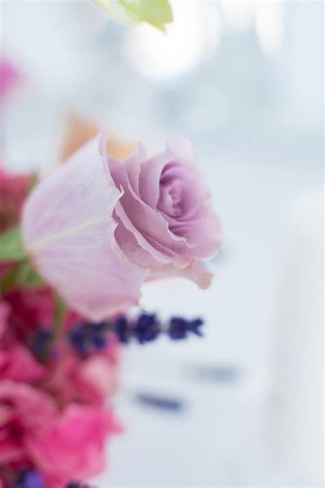 Macro Delicate Fresh Pink Rose Flower Wedding Fresh Flowers Decoration