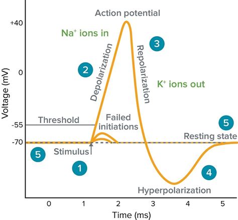 What Is An Action Potential Action Potential Chart Membrane Potential