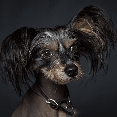 Learn History Of The Chinese Crested Dog Breed Dog Friendly Scene