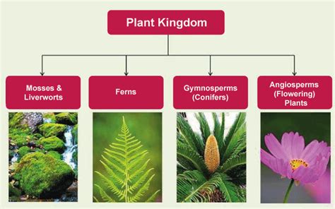 Plant Kingdom Plantae Javatpoint