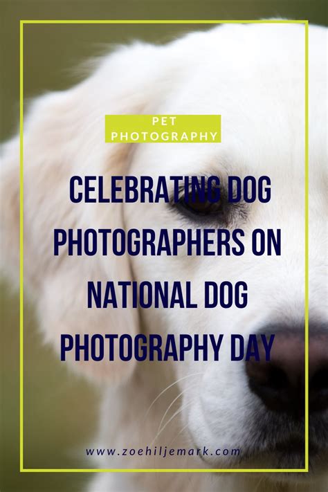 Celebrating Dog Photographers On National Dog Photography Day