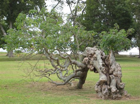 Unusual Trees - Gallery | eBaum's World