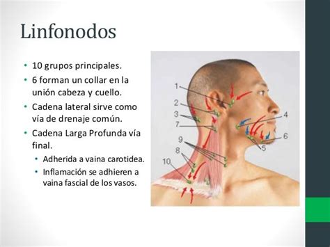 Abscesos De Cuello