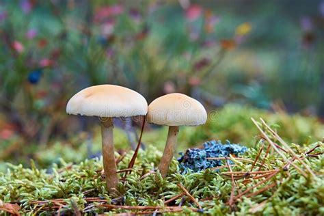 Two Wild Mushrooms Grow Side By Side In The Forest Stock Photo Image