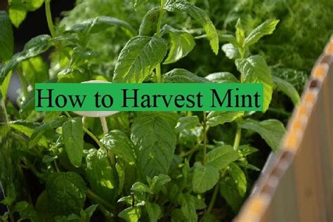 When And How To Harvest Mint Complete Guide