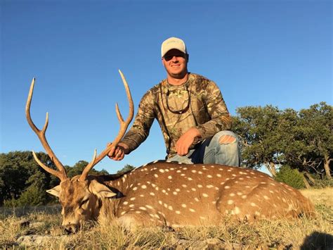 Guided Axis Hunting In Texas Lone Oak Adventures