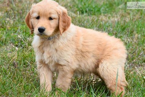 Puppyfinder.com is your source for finding an ideal golden retriever puppy for sale near indianapolis, indiana, usa area. Golden Retriever puppy for sale near Fort Wayne, Indiana. | 7d37adcc-42b1