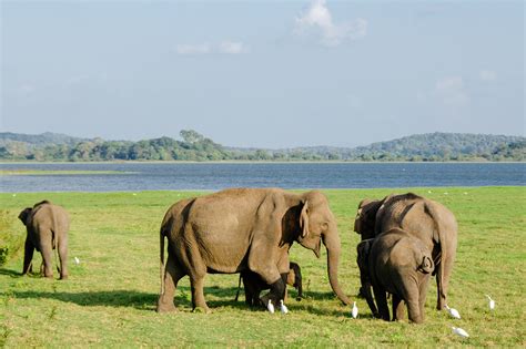 Kaudulla National Park Safari Sri Lanka Vacation Tours
