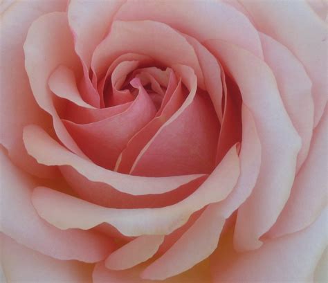 Foto Pink Rose De Stock Gratuita