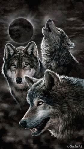 Share the best gifs now >>>. Animated Wolves GIFs | Tenor