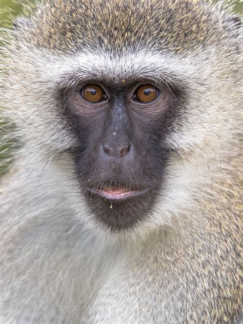 Vervet Monkey Portrait Looking At Camera Stock Photo By Creativenaturenl