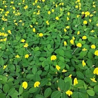 Biasanya kacang hijau yang berkualitas juga tidak 2. Tanaman Hias Bunga Arachis Pintoi / Kacang Hias | Shopee ...