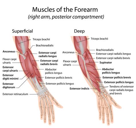 Pain in your wrists, arms or hands can also be a sign of tendonitis, which is inflammation of the tendons that stretches that ease wrist pain. Forearm-muscles-dorsal-compartment - The Orthopedic ...
