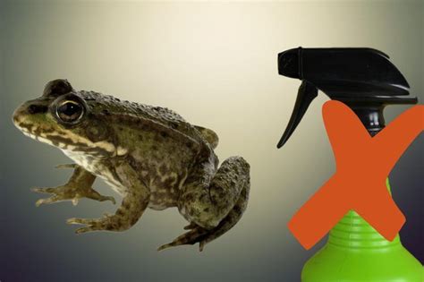Homemade Frog Repellent Hunker Insect Spray Repellent Homemade Frog