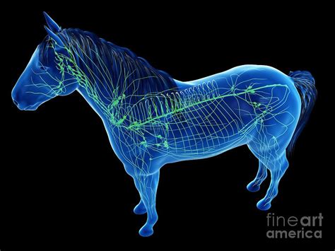 Horse Lymphatic System Photograph By Sebastian Kaulitzkiscience Photo