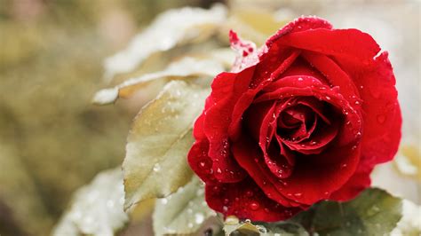 Beautiful Red Rose In The Dew Drops Wallpapers And Images Wallpapers