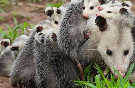 The Photographer Captured A Rare Scene Of A Mother Opossum Carrying Her
