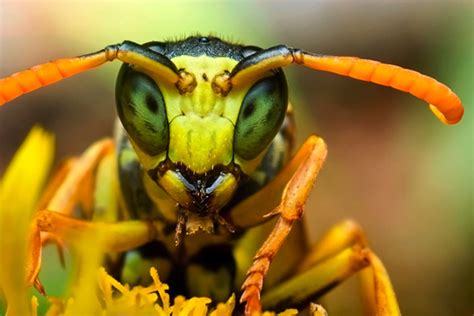 Top 10 Macro Photographs Of Insects Just Amazing Things