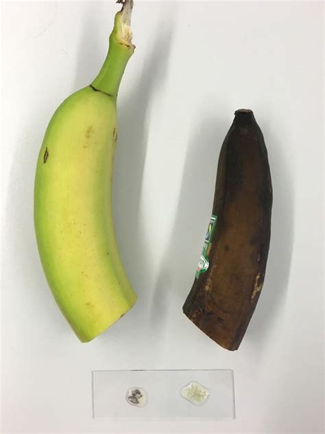 Go Bananas For Biochemistry Science In School