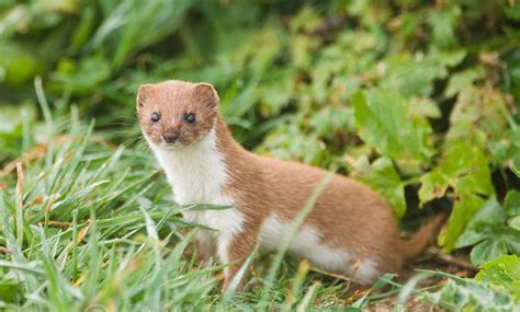 Weasel Facts You Should Know Before Getting Your Pet Planet