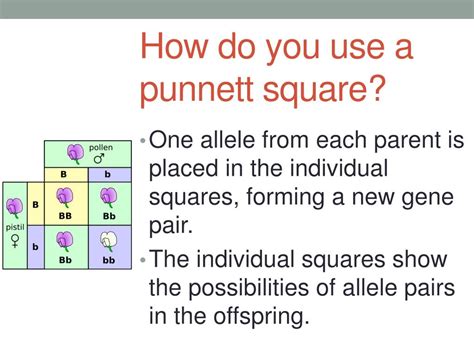 Each punnett square describes how variations of a gene (alleles) could be inherited if two. PPT - The Punnett Square PowerPoint Presentation, free ...
