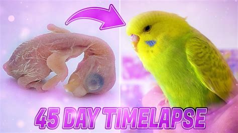 Budgie Growth Stages First 44 Days Of Babies Timelapse Youtube