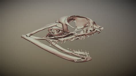 Eastern Hognose Snake Skull 3d Model By Blackburn Lab