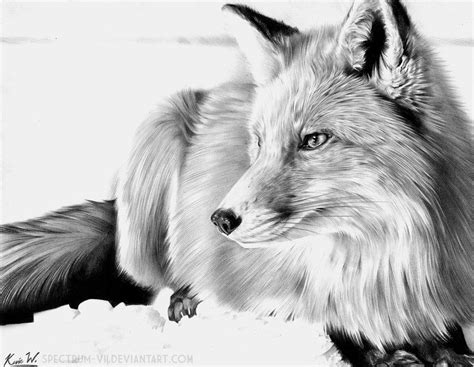 Red Fox In Graphite By Spectrum On Deviantart Fox