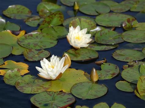 Lily Pad In The Pond Smithsonian Photo Contest Smithsonian Magazine