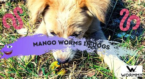 Mango Worms In Dogs How Infestation Happens
