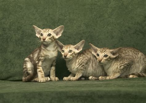 Don't miss what's happening in your neighborhood. Oriental Kittens For Sale | Oriental Cat Qualities ...
