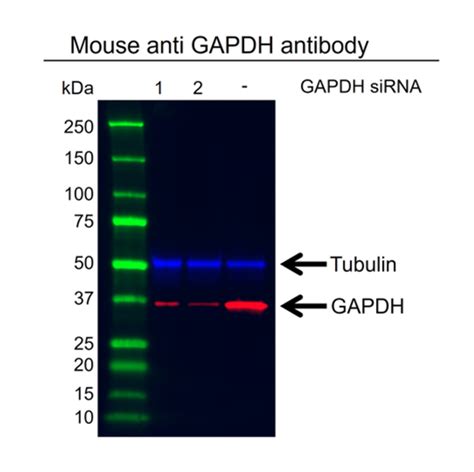 Anti Gapdh Antibody Clone 4g5 Precisionab Monoclonal Antibody Bio Rad