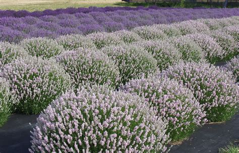 Expect tender varieties to live for about five years. Commercial Lavender Planting Archives - Victor's Lavender ...